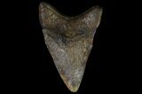 Bargain, Fossil Megalodon Tooth - Georgia #90068-2